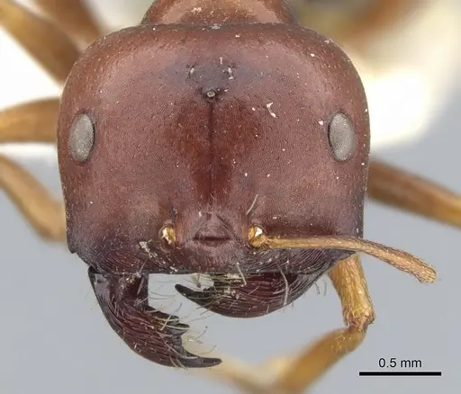 Melophorus wheeleri specimen CASENT0903262 image casent0903262_2