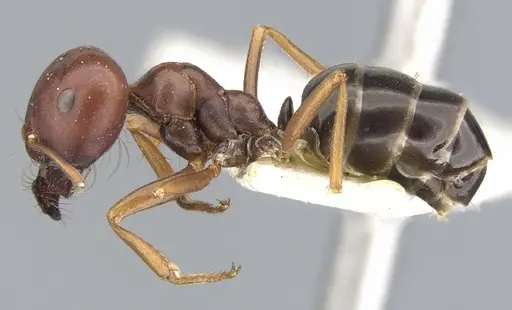 Melophorus wheeleri specimen CASENT0903262 image casent0903262_3