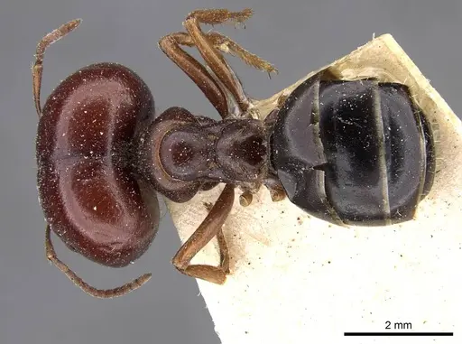 Melophorus wheeleri specimen CASENT0909826 image casent0909826_1