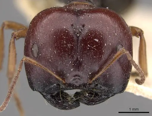 Melophorus wheeleri specimen CASENT0909826 image casent0909826_2