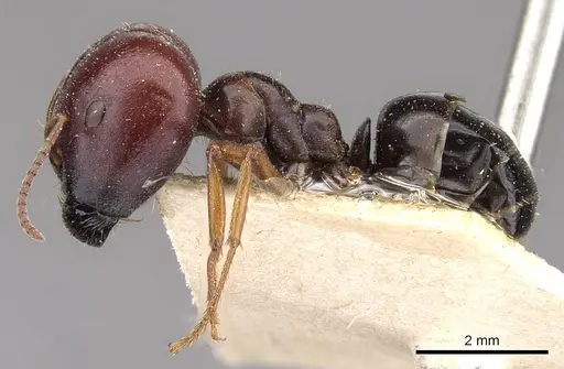 Melophorus wheeleri specimen CASENT0909826 image casent0909826_3