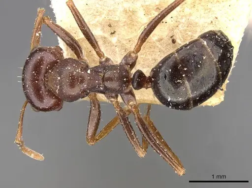 Melophorus wheeleri specimen CASENT0909827 image casent0909827_1