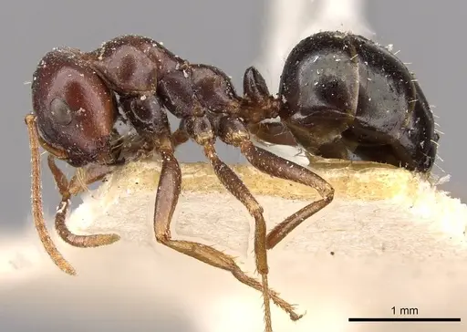Melophorus wheeleri specimen CASENT0909827 image casent0909827_3