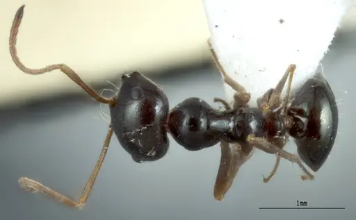 Melophorus wheeleri specimen JDM32-001883 image jdm32-001883_1