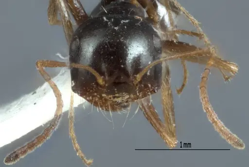 Melophorus wheeleri specimen JDM32-001883 image jdm32-001883_2