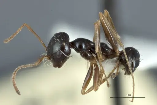 Melophorus wheeleri specimen JDM32-001883 image jdm32-001883_3