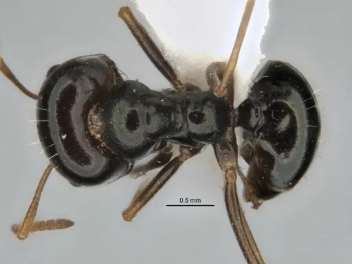Melophorus wheeleri specimen JDM32-001885 image jdm32-001885_1