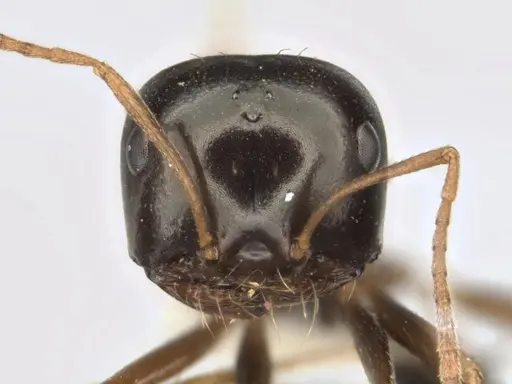 Melophorus wheeleri specimen JDM32-001885 image jdm32-001885_2
