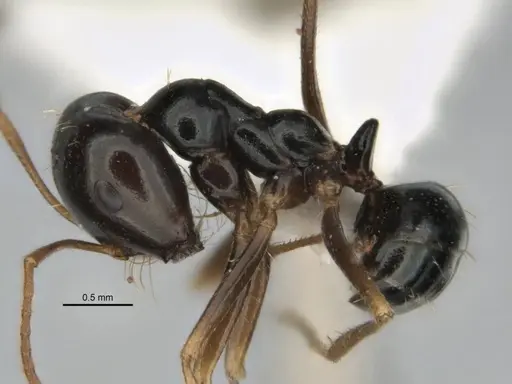 Melophorus wheeleri specimen JDM32-001885 image jdm32-001885_3
