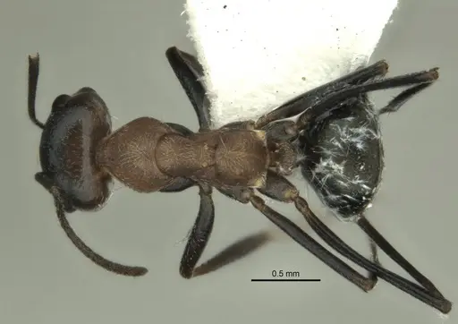 Melophorus xouthos specimen ANIC32-900211 image anic32-900211_1