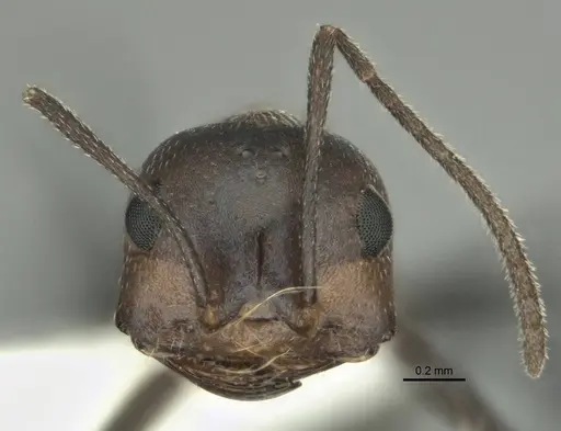 Melophorus xouthos specimen ANIC32-900211 image anic32-900211_2