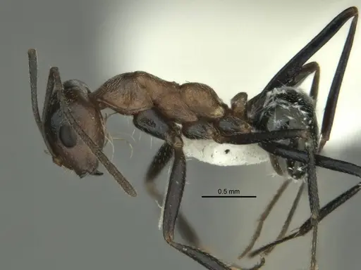 Melophorus xouthos specimen ANIC32-900211 image anic32-900211_3