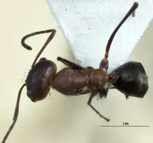 Melophorus xouthos specimen JDM32-004852-2 image jdm32-004852-2_1