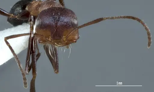 Melophorus xouthos specimen JDM32-004852-2 image jdm32-004852-2_2