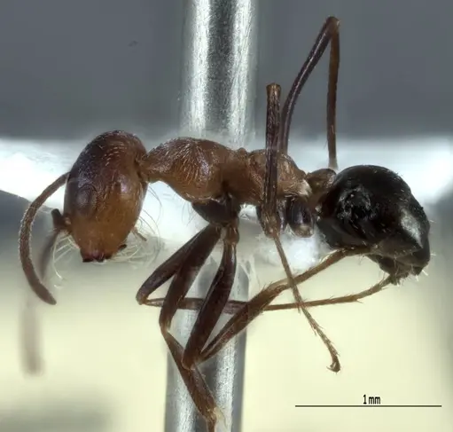 Melophorus xouthos specimen JDM32-004852-2 image jdm32-004852-2_3