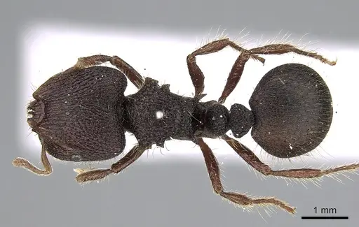Meranoplus ajax specimen CASENT0317389 image casent0317389_1