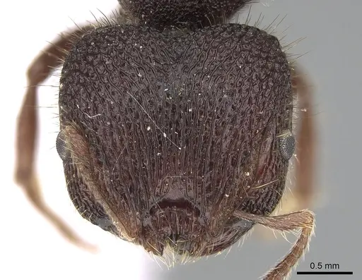 Meranoplus ajax specimen CASENT0317389 image casent0317389_2