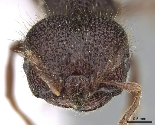 Meranoplus ajax specimen CASENT0317389 image casent0317389_3