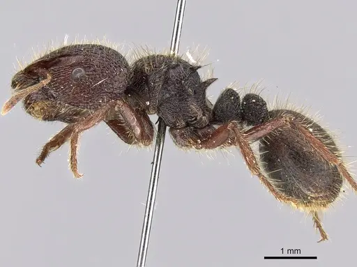 Meranoplus ajax specimen CASENT0317389 image casent0317389_4