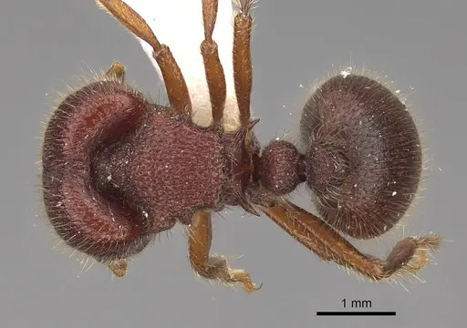 Meranoplus ajax specimen CASENT0922904 image casent0922904_1