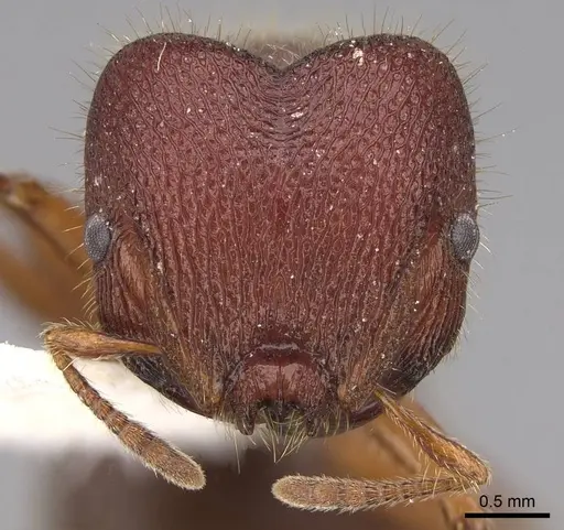 Meranoplus ajax specimen CASENT0922904 image casent0922904_2