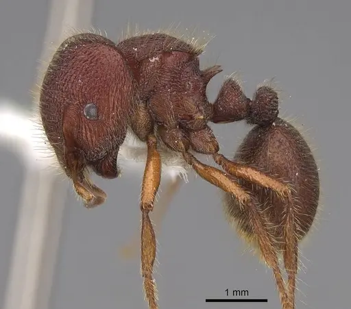 Meranoplus ajax specimen CASENT0922904 image casent0922904_3