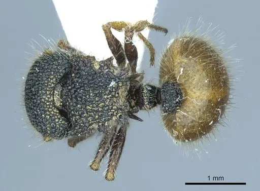 Meranoplus angustinodis specimen CASENT0919714 image casent0919714_1