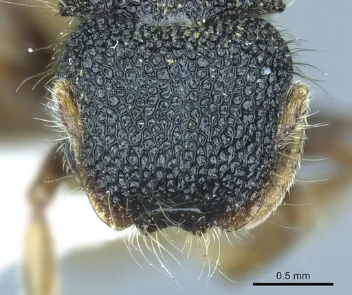 Meranoplus angustinodis specimen CASENT0919714 image casent0919714_2