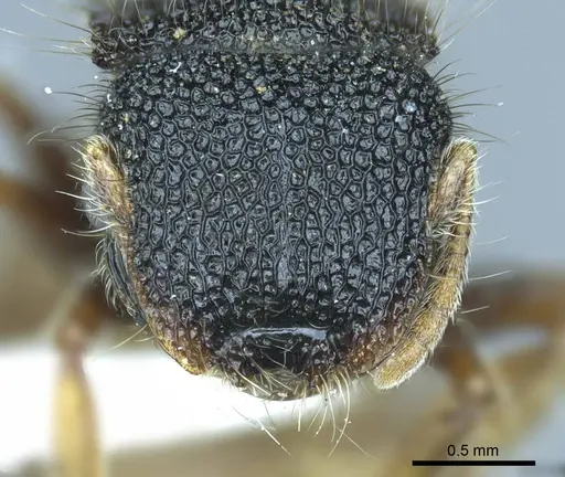 Meranoplus angustinodis specimen CASENT0919714 image casent0919714_3