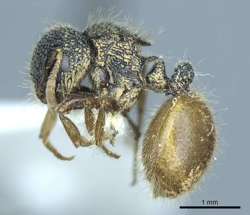 Meranoplus angustinodis specimen CASENT0919714 image casent0919714_4