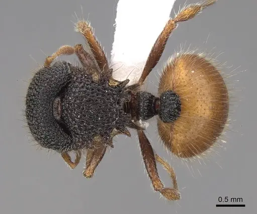 Meranoplus angustinodis specimen CASENT0922908 image casent0922908_1