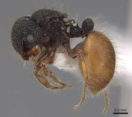 Meranoplus angustinodis specimen CASENT0922908 image casent0922908_3