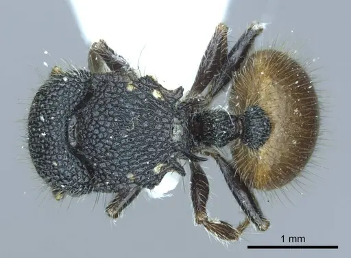 Meranoplus arcuatus specimen CASENT0919715 image casent0919715_1