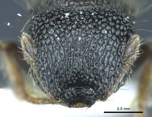 Meranoplus arcuatus specimen CASENT0919715 image casent0919715_2