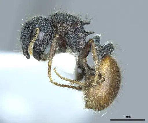 Meranoplus arcuatus specimen CASENT0919715 image casent0919715_3