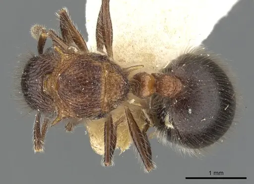 Meranoplus armatus specimen CASENT0902041 image casent0902041_1
