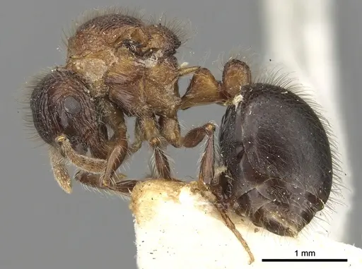 Meranoplus armatus specimen CASENT0902041 image casent0902041_3
