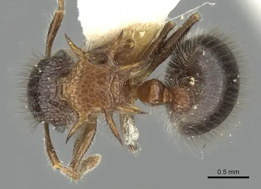 Meranoplus armatus specimen CASENT0902042 image casent0902042_1
