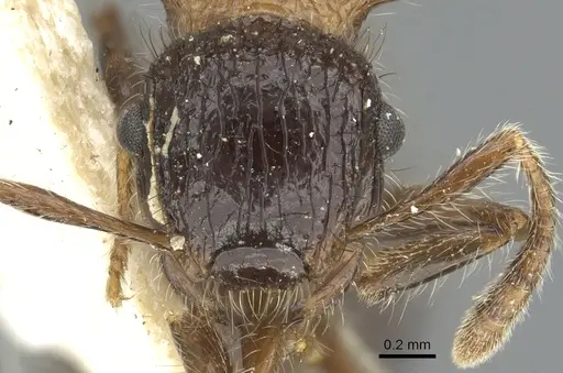 Meranoplus armatus specimen CASENT0902042 image casent0902042_2