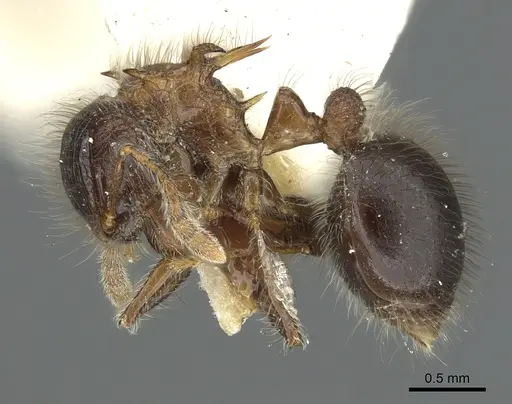 Meranoplus armatus specimen CASENT0902042 image casent0902042_3