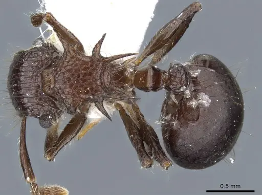 Meranoplus armatus specimen CASENT0904686 image casent0904686_1