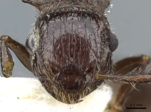 Meranoplus armatus specimen CASENT0904686 image casent0904686_2