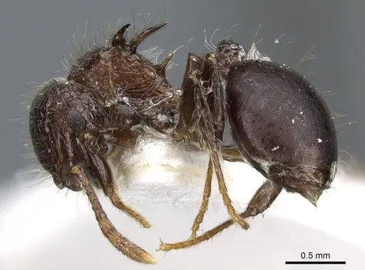 Meranoplus armatus specimen CASENT0904686 image casent0904686_3