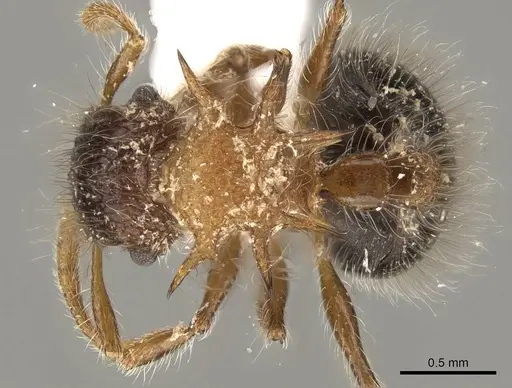 Meranoplus armatus specimen CASENT0914052 image casent0914052_1