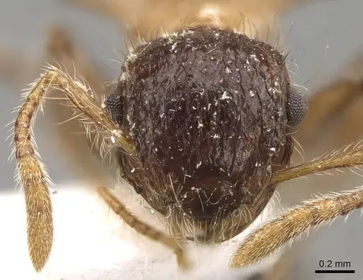 Meranoplus armatus specimen CASENT0914052 image casent0914052_2