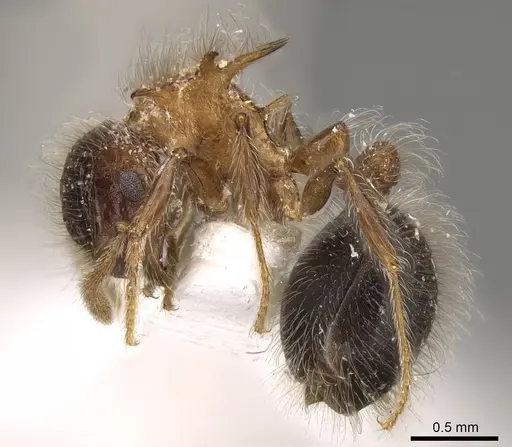 Meranoplus armatus specimen CASENT0914052 image casent0914052_3
