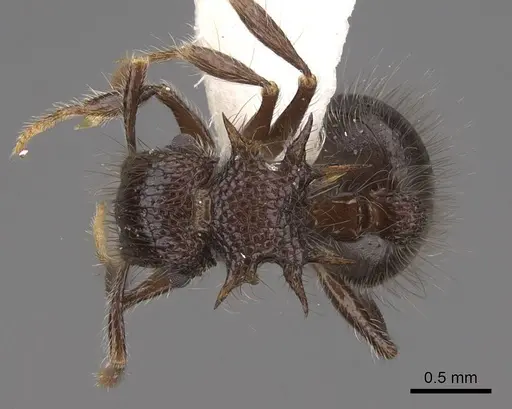 Meranoplus armatus specimen CASENT0922936 image casent0922936_1