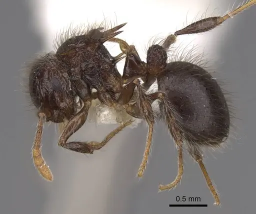 Meranoplus armatus specimen CASENT0922936 image casent0922936_3