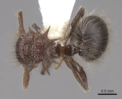 Meranoplus armatus specimen CASENT0922937 image casent0922937_1