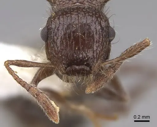 Meranoplus armatus specimen CASENT0922937 image casent0922937_2